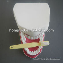 2013 HOT SALE 32/28 teeth dental care model